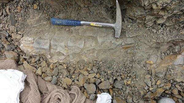 A rare dinosaur fossil is found in N China