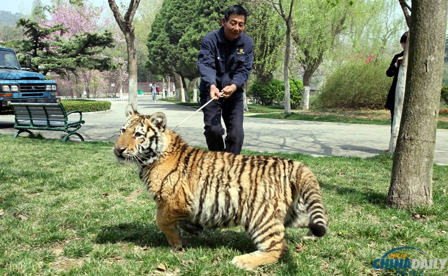 江蘇徐州：飼養(yǎng)員牽6個(gè)月大老虎公園里遛彎