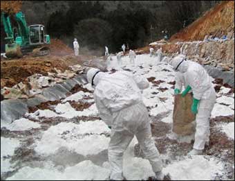 Japanese health workers scatter lime on dead chickens to kill the bird flu virus. Japan confirmed its first human case of bird flu and said four other people were suspected of catching the disease which has gripped Southeast Asia.(AFP