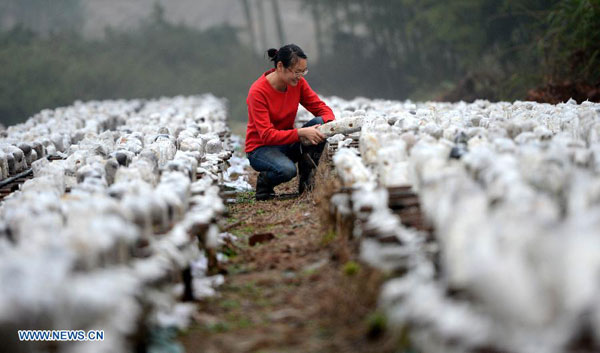 Edible fungi plantation in Dayangzhou town