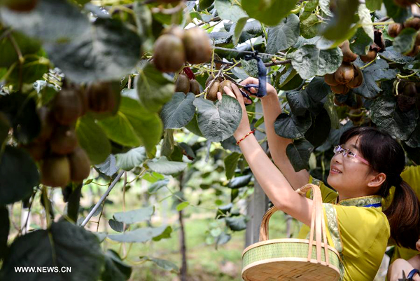 Kiwi fruit enters harvest season in E China