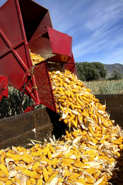 Vast parts of Xinjiang enter harvest season