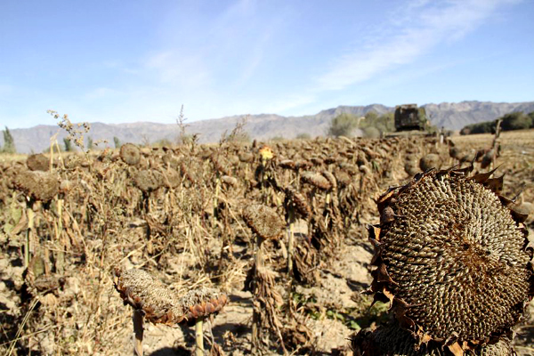 Vast parts of Xinjiang enter harvest season