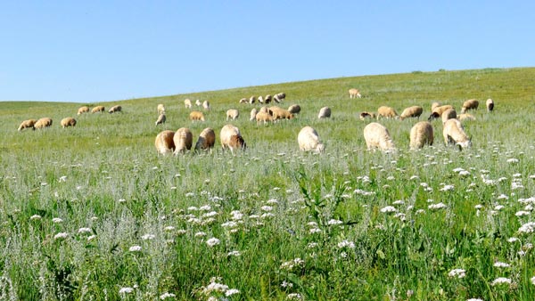 Mr.Lohas's farms