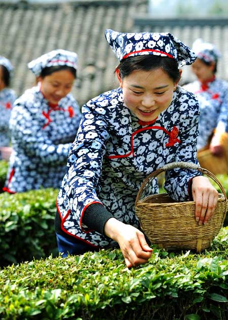 Tea fields in NW China village