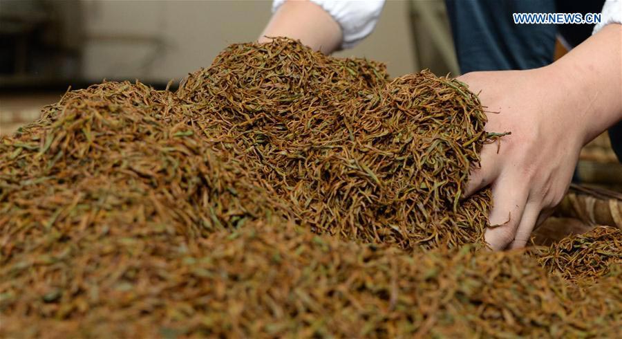 Tea industry, pillar industry in SW China's Fenggang