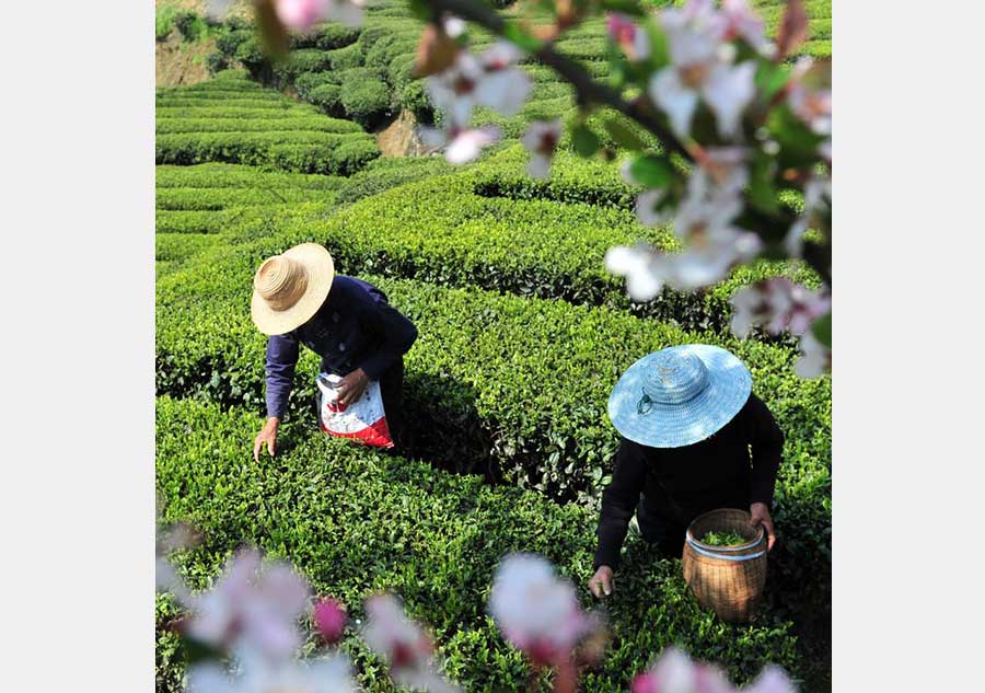 Farmers harvest tea leaves before Qingming Festival in Hubei province