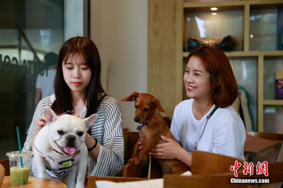 Hang out at Hangzhou's pet-friendly coffee shop