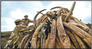 Poachers kill rare giant elephant in Kenya