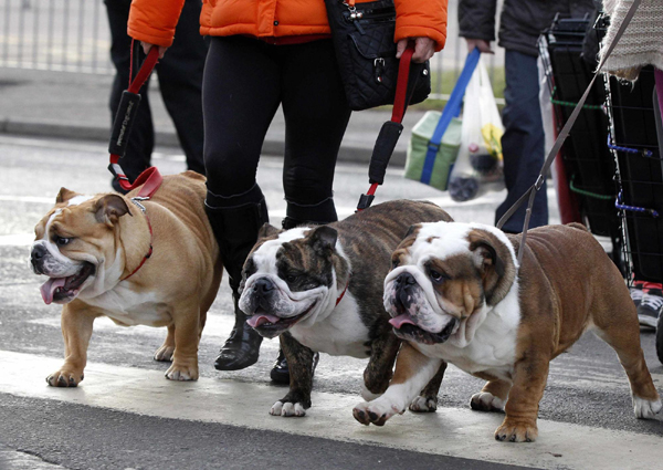 Crufts dog show