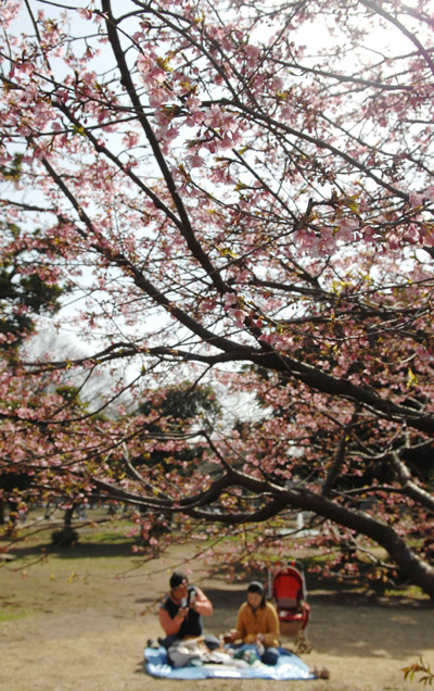 Sweet spring arrives in Tokyo