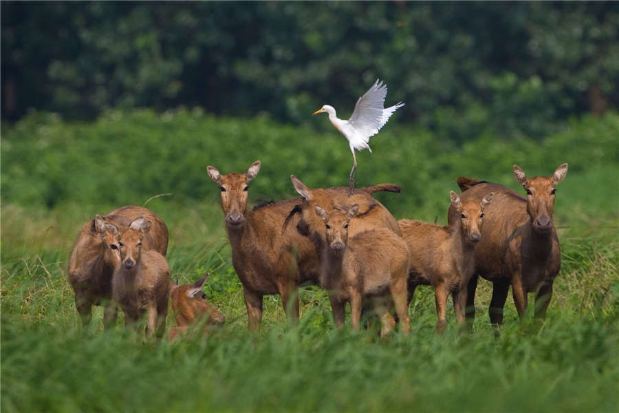 Milu deer thrive at nature reserve