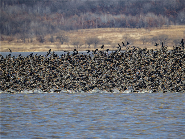 Southward migrating wild geese rest in Hunchun city