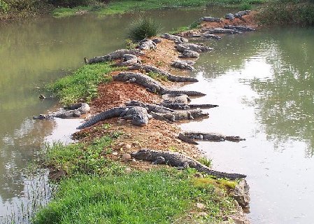 Chinese Alligator Lake