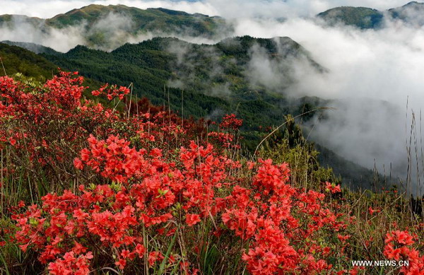 Azalea blossoms on mountain in Fujian