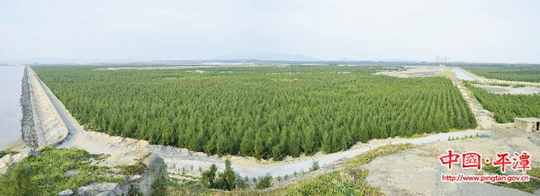 Pingtan makes strides in forestation