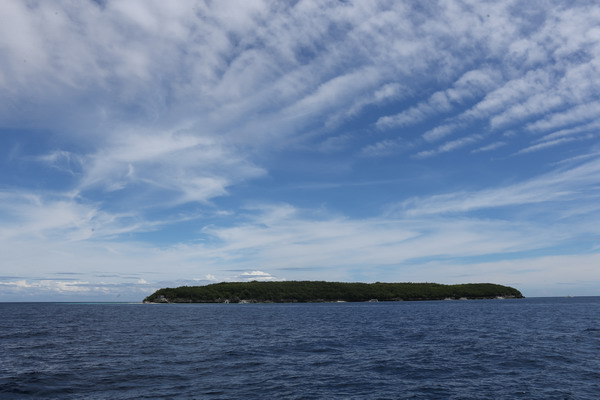 Sumilon, an island for intimate contact with whale sharks