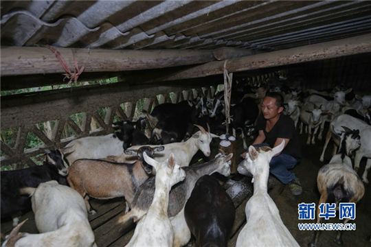 Goat changes the lives of family in Fujian