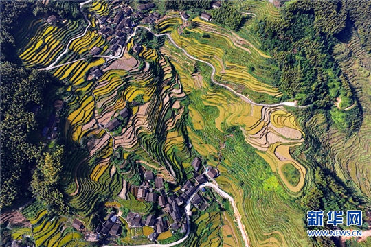 Magnificent rice terraces turn golden in Fujian