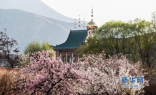 Gansu apricot blossoms not to be missed