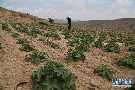 Farmers really dig potatoes in Gansu