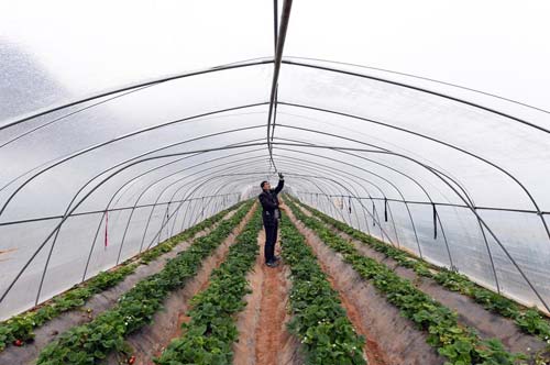 In Weiyuan, strawberry farming offers hope for the future