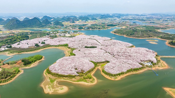 Cherry blossoms adorn Guian, Guizhou province