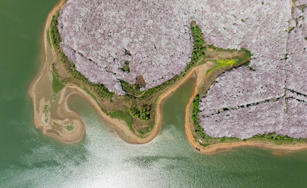 Cherry blossoms adorn Guian, Guizhou province