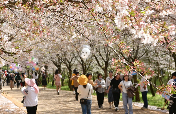 Cherry blossoms adorn Guian, Guizhou province