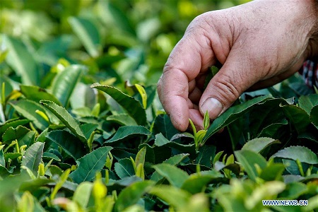 Scenery of tea garden in Guiyang