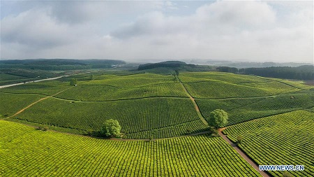 Scenery of tea garden in Guiyang