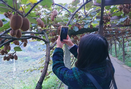 Kiwifruit becomes Xiuwen’s business card