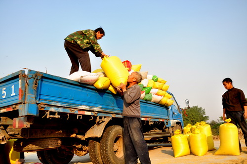 Good harvest for Ruzhou grain producer