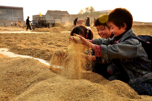 Good harvest for Ruzhou grain producer