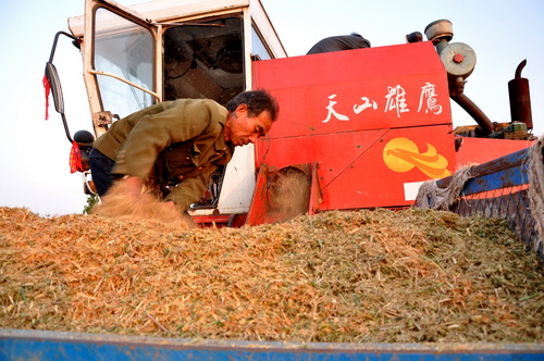 Good harvest for Ruzhou grain producer