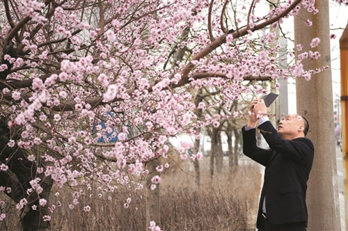 Peach blossoms decorate Baotou