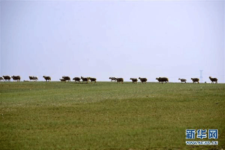 Grasslands restoration produces pleasant results in N China