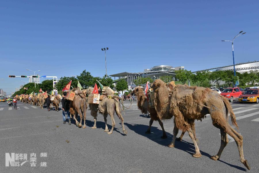 Inner Mongolia hails ‘Retrace of the Tea Road’ caravan