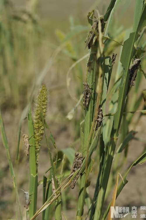 Inner Mongolia suffers from severe drought