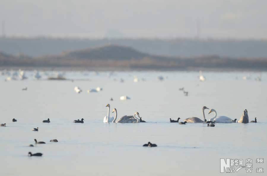 Uxin Banner, a rest station for migrating birds