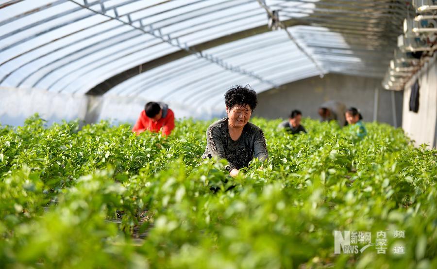 Greenhouse vegetables for sale in Hailaer