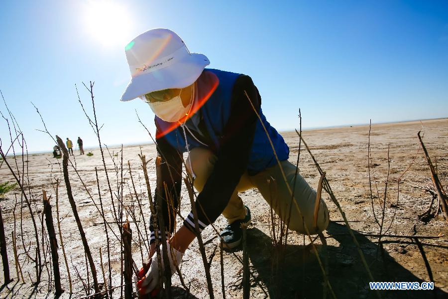 Volunteer work for controlling sandstorm sources kicks off in N China