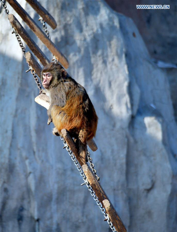 Various monkeys seen in wildlife park of North China