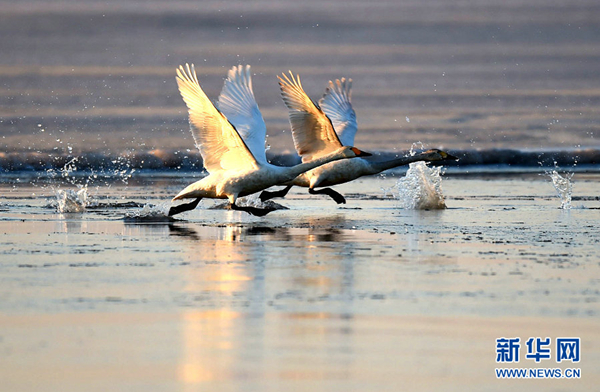 Yellow River in Inner Mongolia has swan visiting