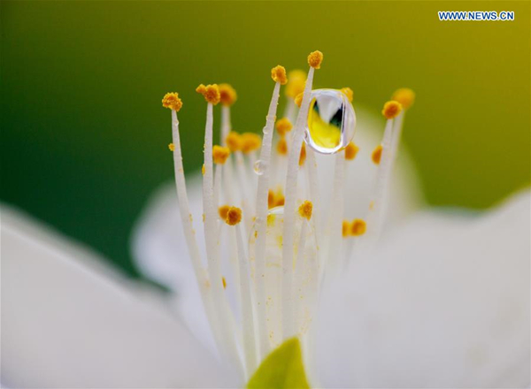 Raindrops on peach blossom in North China's Inner Mongolia