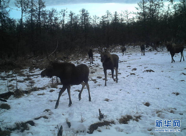 Photos of wild moose herd captured in Inner Mongolia – first time in China