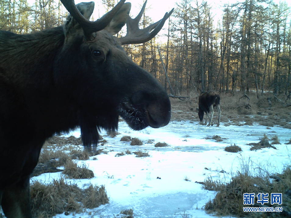 Photos of wild moose herd captured in Inner Mongolia – first time in China