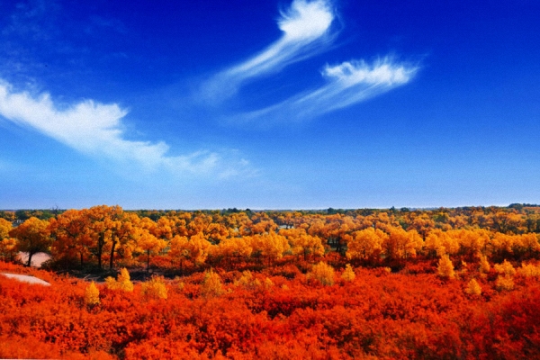 Scenery of populus euphratica forest in Inner Mongolia