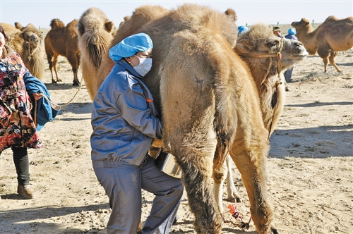 Alxa Right Banner: A camel town in the Gobi desert