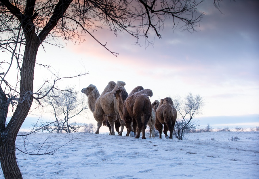 Camels wander snowy grasslands